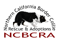 Northern California Border Collie Rescue and Adoptions Logo