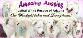 Amazing Aussies Lethal White Rescue of Arizona Logo