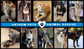 Anthem Pets Animal Rescue Logo