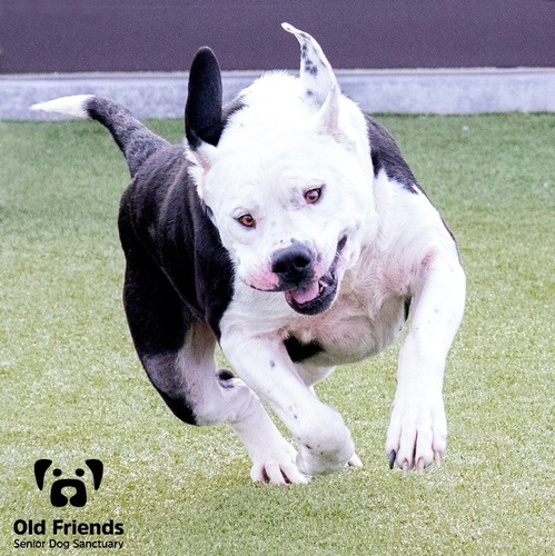 Old friends senior dog hot sale rescue